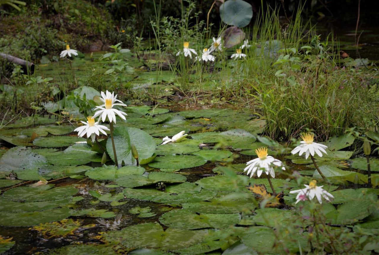 Mena Creek Flower House Exterior photo