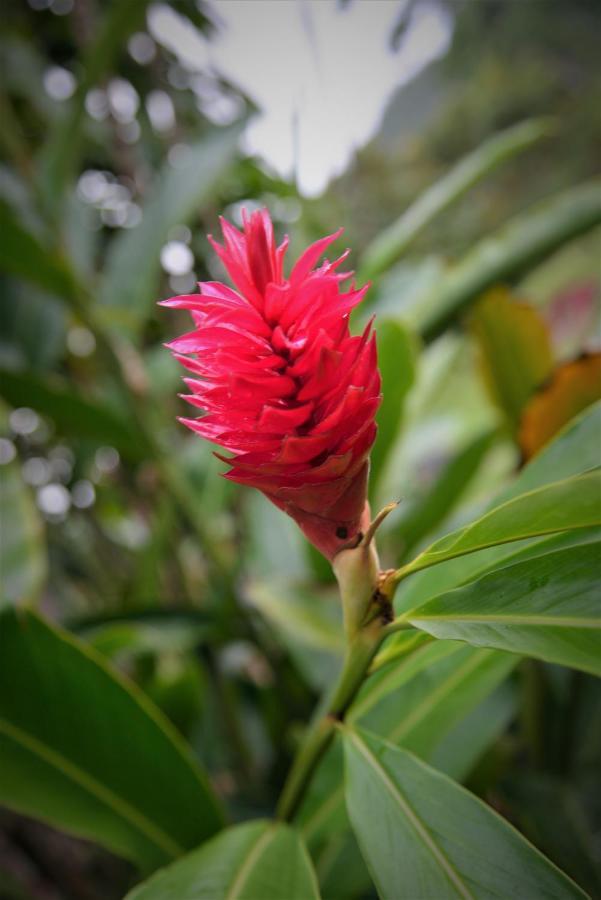 Mena Creek Flower House Exterior photo